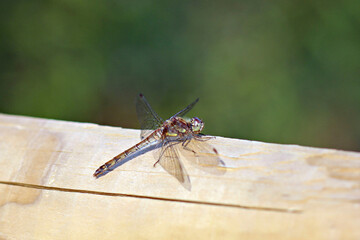 Female Common Darter - Sympetrum striolatum with her wings spread drying in the early morning sunlight. 