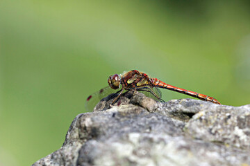 The common darter - Sympetrum striolatum. Is one of the most common dragonflies in Europe.