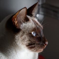 Romeo chat siamois thaï "portrait"