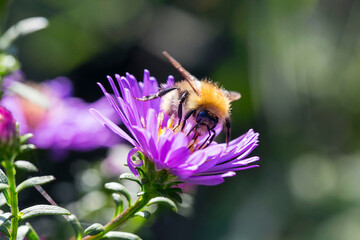 Common Carder Bee collecting pollen from an Aster flower - is a fluffy, gingery bumble bee that can often be found in gardens and woods. Aster is a genus in the family Asteraceae.