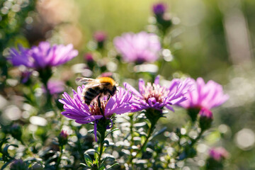 Common Carder Bee collecting pollen from an Aster flower - is a fluffy, gingery bumble bee that can often be found in gardens and woods. Aster is a genus in the family Asteraceae.