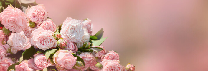 Bunch of pink roses with buds on blurred background
