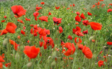 Blooming red poppies and sunny summer meadow	