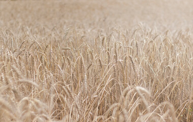Wheat field. Ripe wheat ears background pattern.