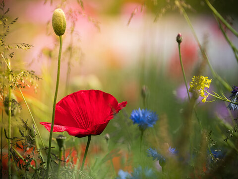 Macro Poppy Klaproos