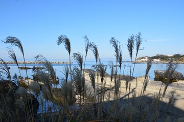 海辺の枯れススキ