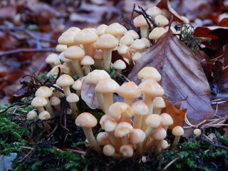 mushrooms in the forest