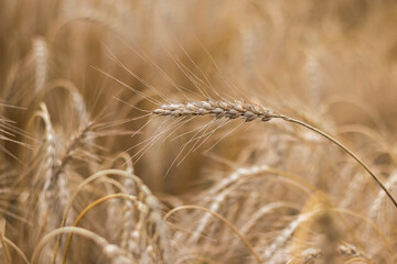 Wheat closeup. Wheat field. Background of ripening ears of wheat. Harvest and food concept.