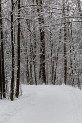 Winter snowy forest. Beautiful landscape. Vertical.