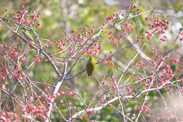 日本、１月のメジロ