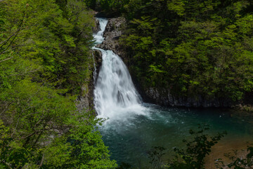 Fototapeta na wymiar 鳥海高原の雪解け水の流れる迫力ある滝