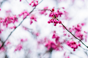 早春、曇天の緋寒桜