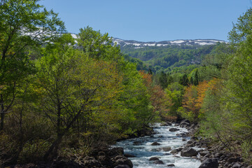 Fototapeta na wymiar 新緑と渓流と残雪の山