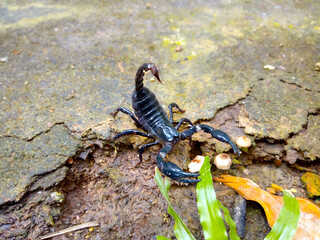 Black scorpion on the garden floor