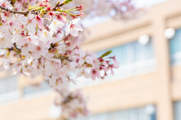 校舎背景の桜　スローズアップ