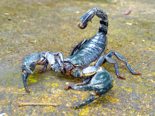 Black scorpion on the garden floor