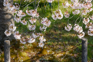公園の桜クローズアップ俯瞰　背景ボケ