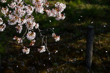 公園の桜クローズアップ俯瞰　背景ボケ