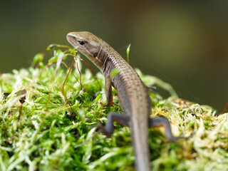  カナヘビ Takydromus tachydromoides