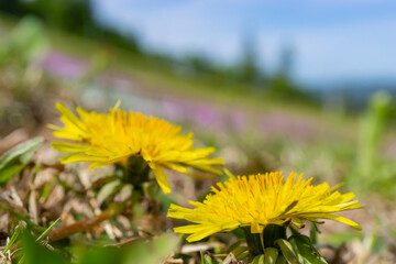 カラフルなシバザクラを背景に咲くたんぽぽの花のアップ