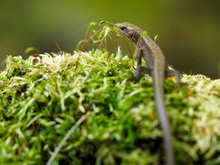  カナヘビ Takydromus tachydromoides