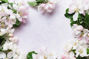 Fototapeta na wymiar Frame with white apple blossom flowers over light lilac background. Flat lay, top view, copy space.