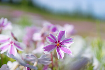 春の陽光を浴びるピンクと白のツートンカラーのシバザクラのアップ