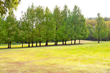 An open deserted meadow among the trees © Sergei Elizarov