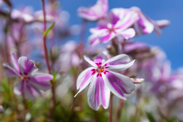 Fototapeta na wymiar 春の陽光を浴びるピンクと白のツートンカラーのシバザクラのアップ