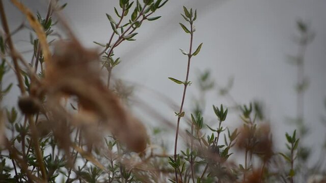 Thymus vulgaris en hiver