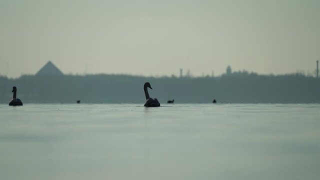 Silhouette of a swan far away on the Cospudener Lake in Leipzig