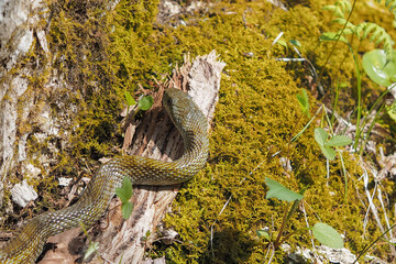 アオダイショウ Japanese rat snake