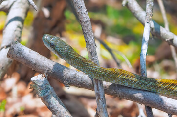 アオダイショウ Japanese rat snake