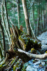 Moss with flesh snowing