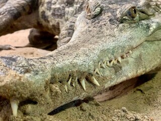 crocodile in the zoo