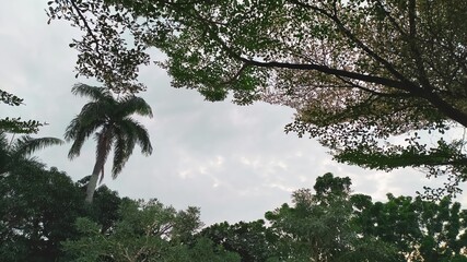 trees and sky