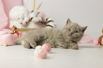 Cute kitten with a ball of yarn. British shorthair yang cat