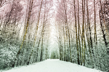 Forest in Winter