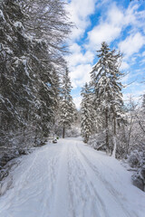 Obraz premium Winter landscape in the nature: Footpath, snowy trees and blue sky