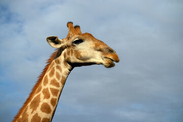 Wild african life. A large common South African giraffe on the summer blue sky.