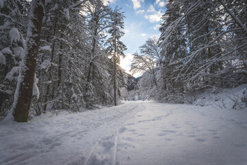 Winter landscape in the nature: Footpath, snowy trees and blue sky