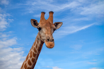 Wild african life. A large common South African giraffe on the summer blue sky. © Yuliia Lakeienko