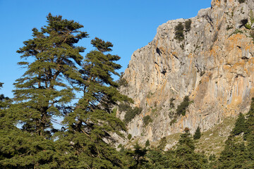 Pinsapos forest (Abies Pinsapo) in the Yunquera fir forest of the Sierra de las Nieves national park in Malaga. Spain