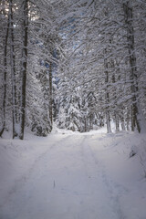 Winter landscape in the nature: Footpath, snowy trees