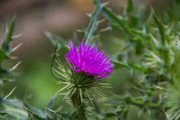 flower of the wild milk thistle that grows in the Argentine mountains