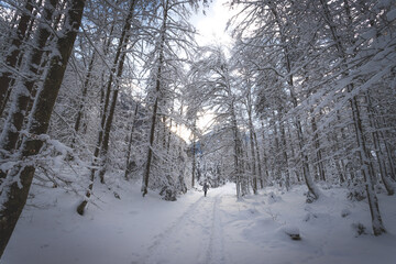Winter landscape in the nature: Footpath, snowy trees