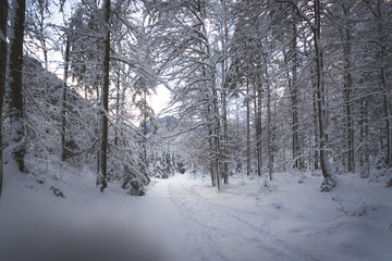 Fototapeta premium Winter landscape in the nature: Footpath, snowy trees