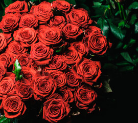 Red roses collected in a gift bouquet on a dark background