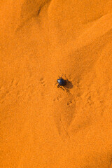 Escarabajo de dunas, Desierto Namib, Namibia, Africa