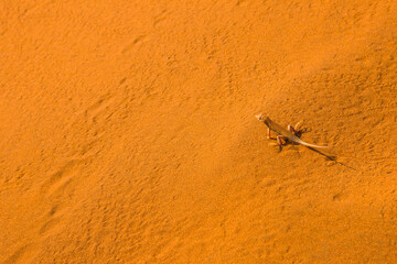 Lagarto de dunas (Meroles anchietae), Desierto Namib, Namibia, Africa